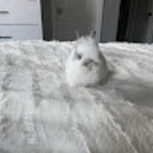 Meet your Posher, Juliet